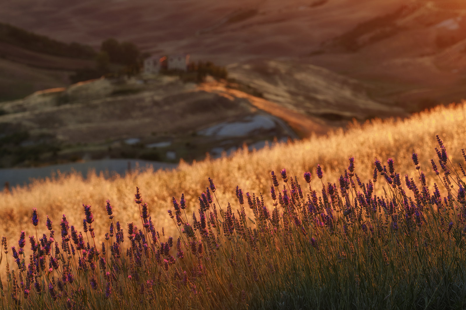 Levandule, Toskánsko